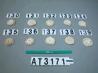 藏品(芋螺貝)的圖片